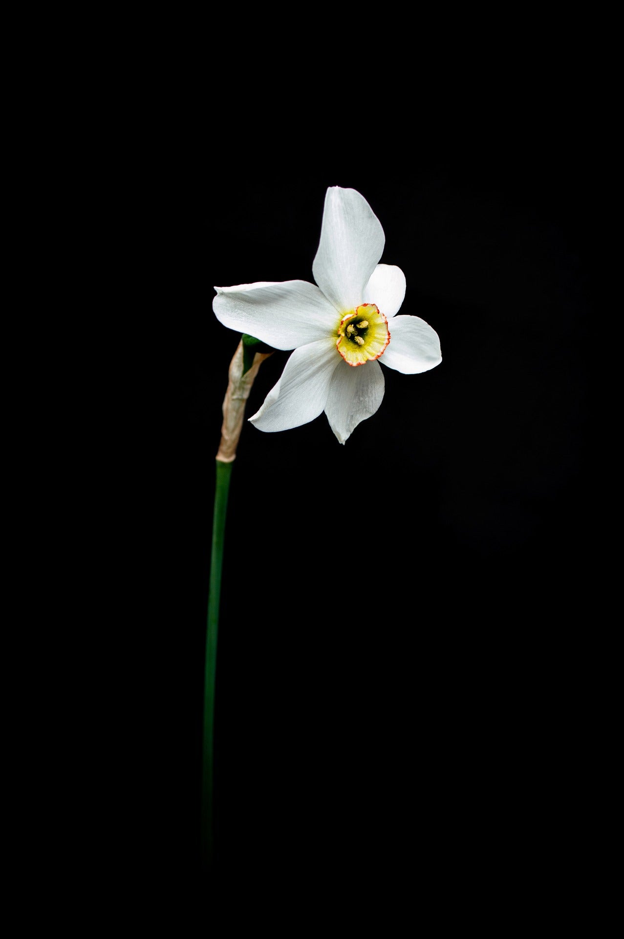 Ikebana Master Class, 10|05|25